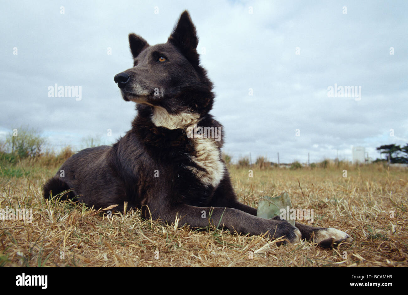 An alert Kelpie Dog resting during a game of fetch. Stock Photo