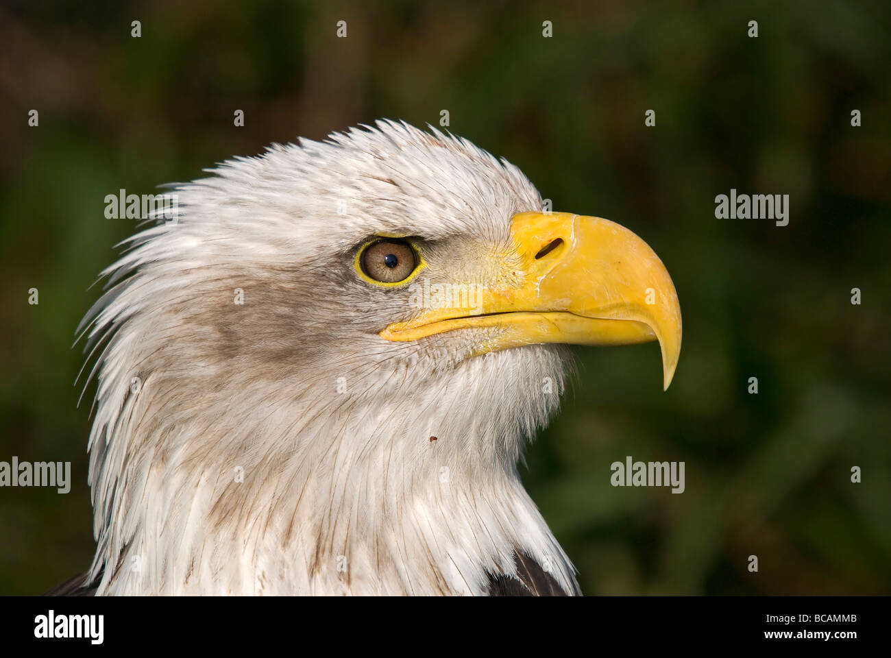 Side profile headshot of a magnificent Bald Eagle national bird of the