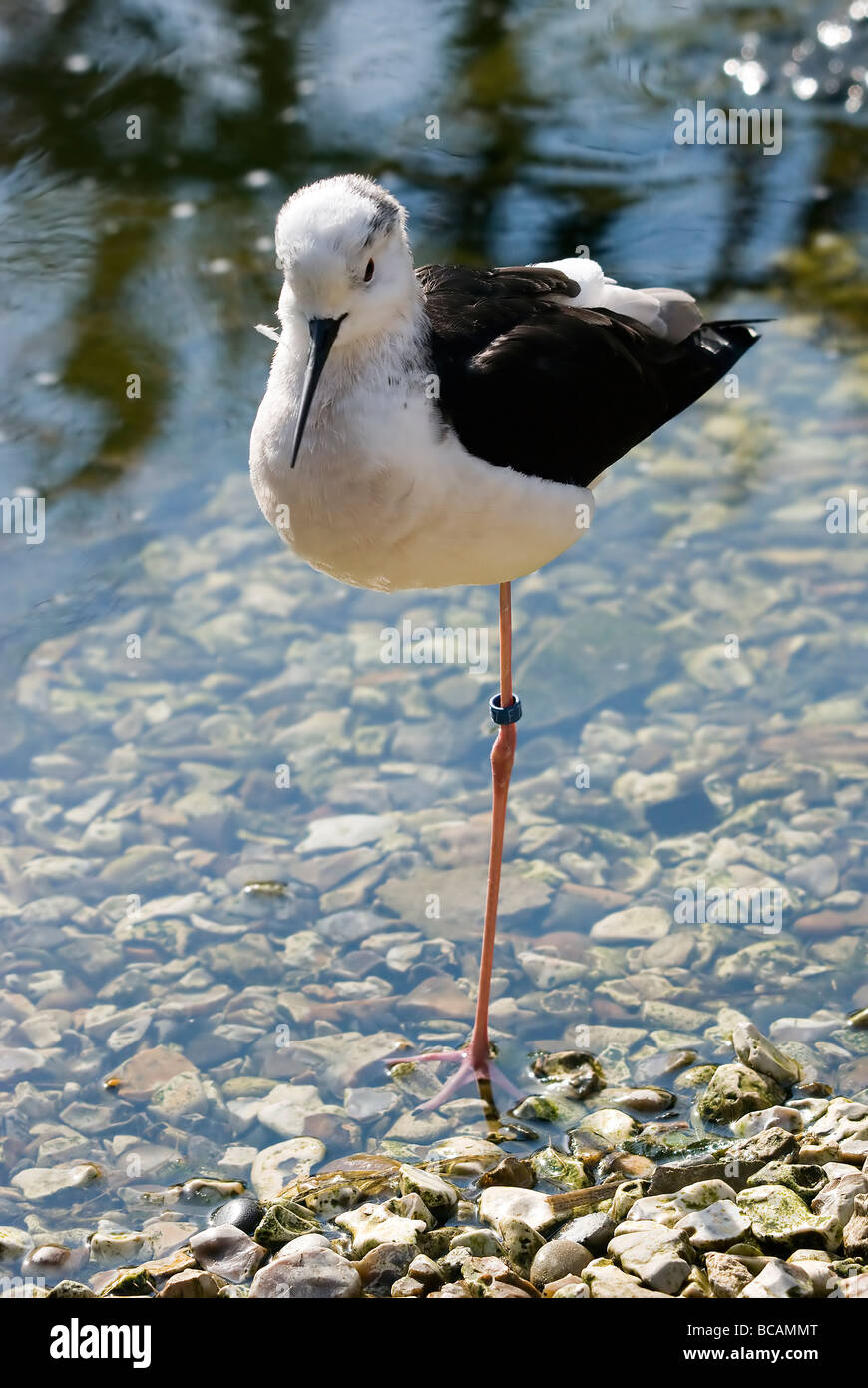 Avocet standing on one leg in a shallow stream - Recurvirostra avosetta ...