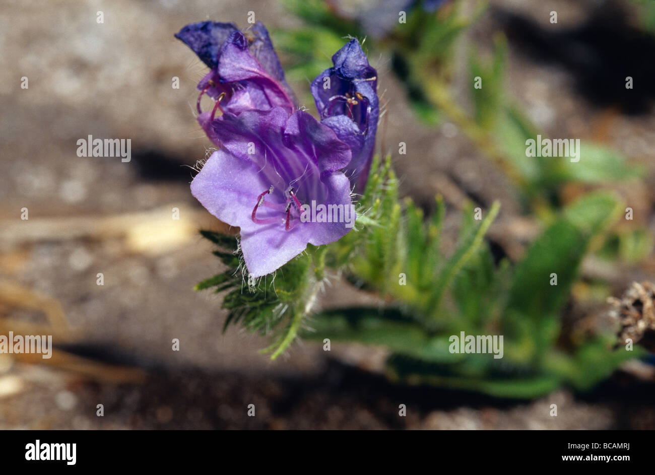 The purple flowers of Pattersons Curse, an introduced pest. Stock Photo