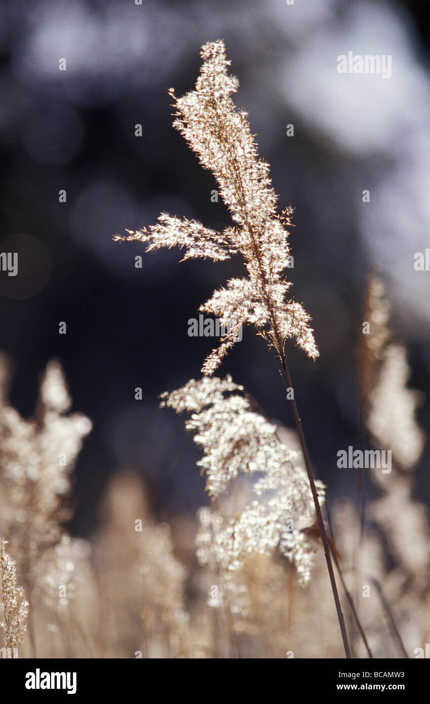 A delicate seeding Reed Rush, backlit in the afternoon sunlight. Stock Photo