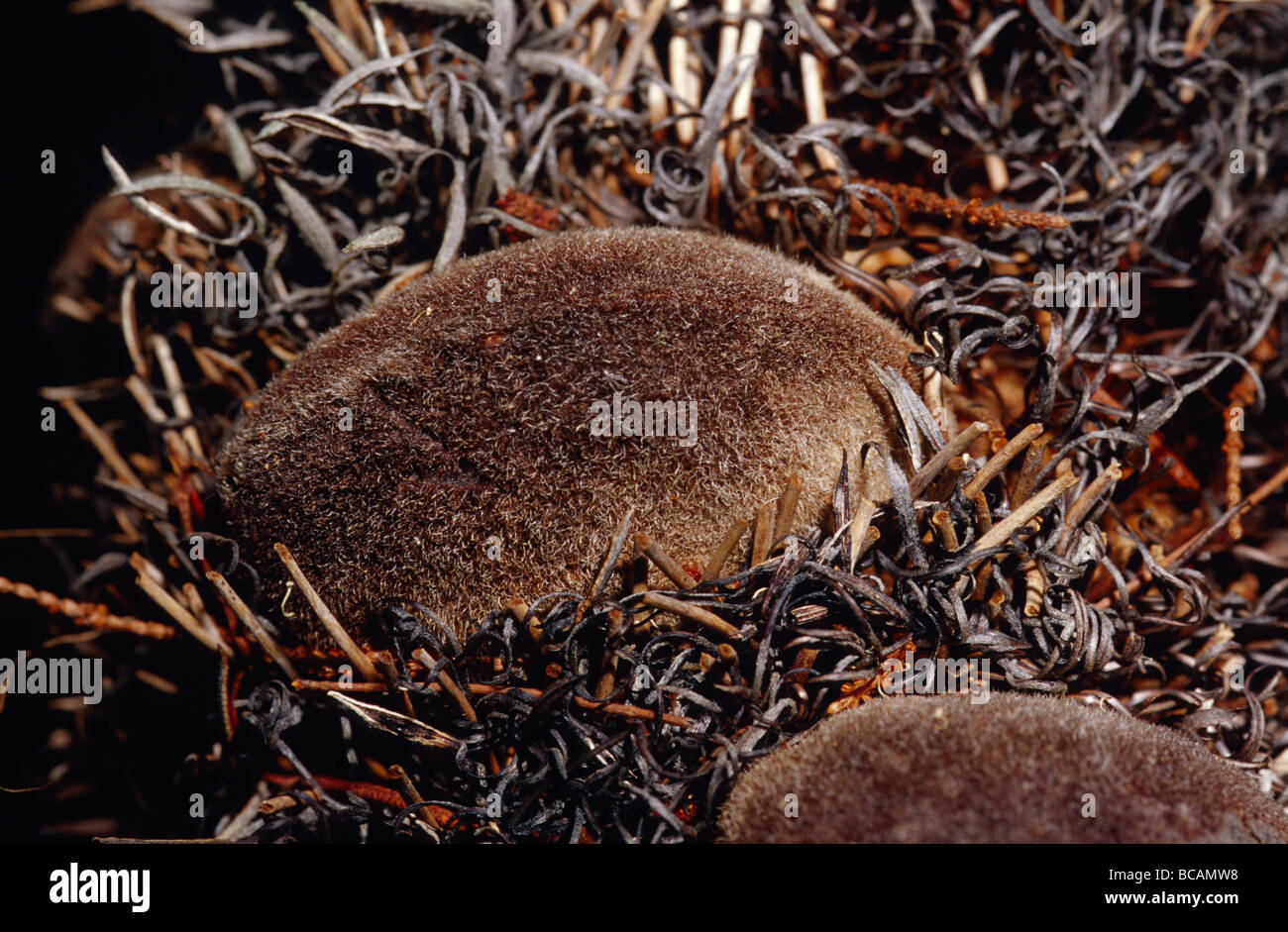 Closeup of an intricate Banksia seed pod following a bush fire. Stock Photo