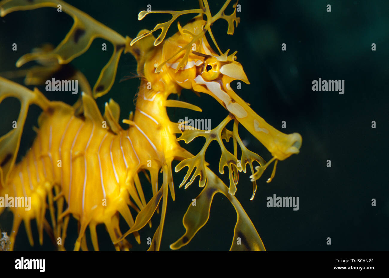A diminutive Leafy Sea Dragon with delicate fins used for camouflage. Stock Photo