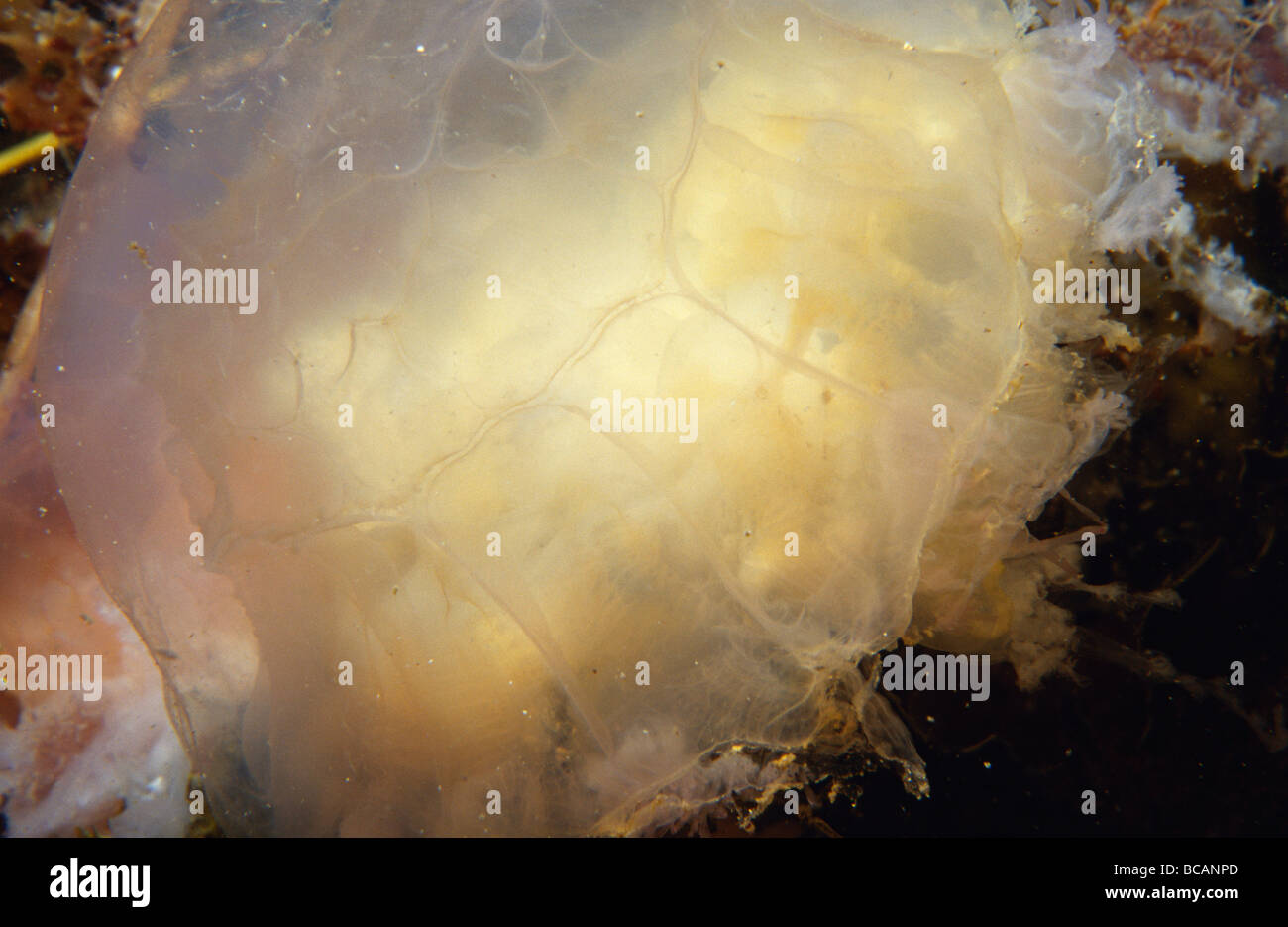 A delicate, bell shaped Jellyfish floating near the ocean floor. Stock Photo