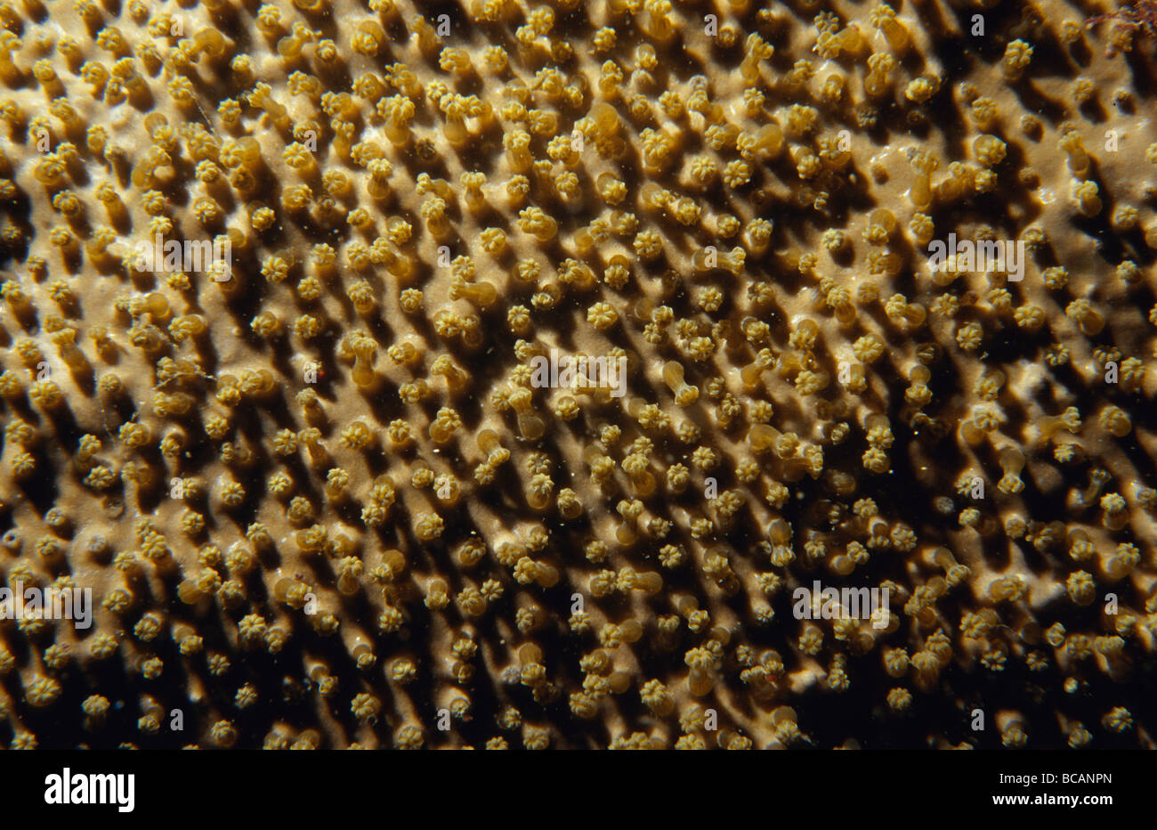 Zoanthids are an order of cnidarians commonly found in coral reefs. Stock Photo