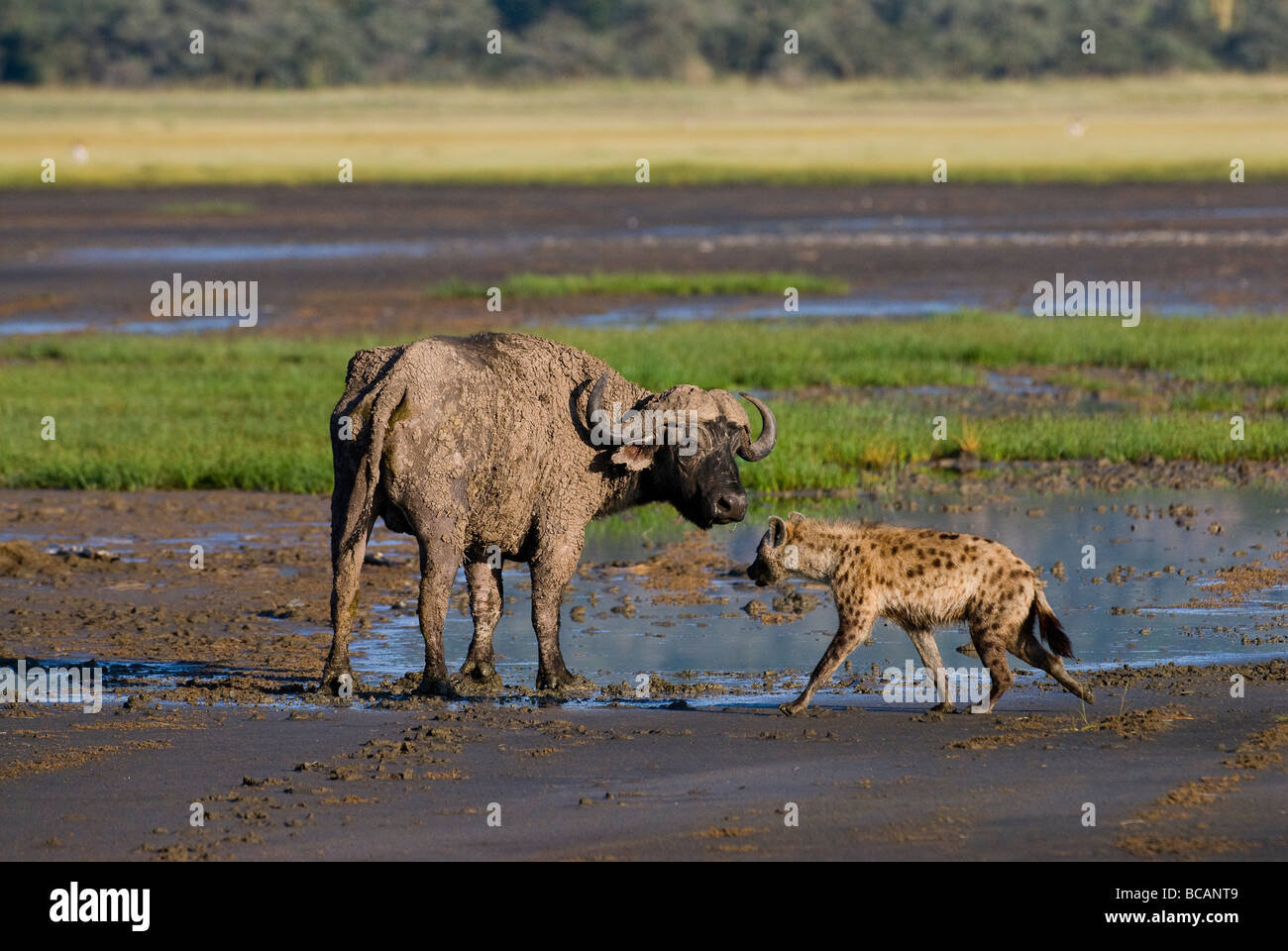 Spotted Hyenas hunting an African Buffalo Crocuta crocuta NAKURU NATIONAL PARK KENYA EAST Africa Stock Photo