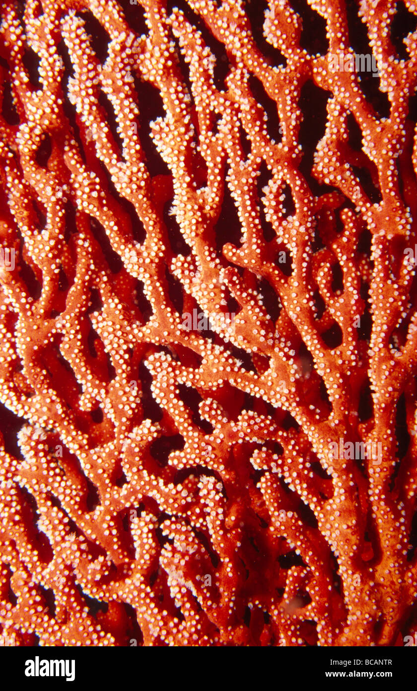 A Soft Coral Gorgonian filter feeding with it's polyps extended. Stock Photo