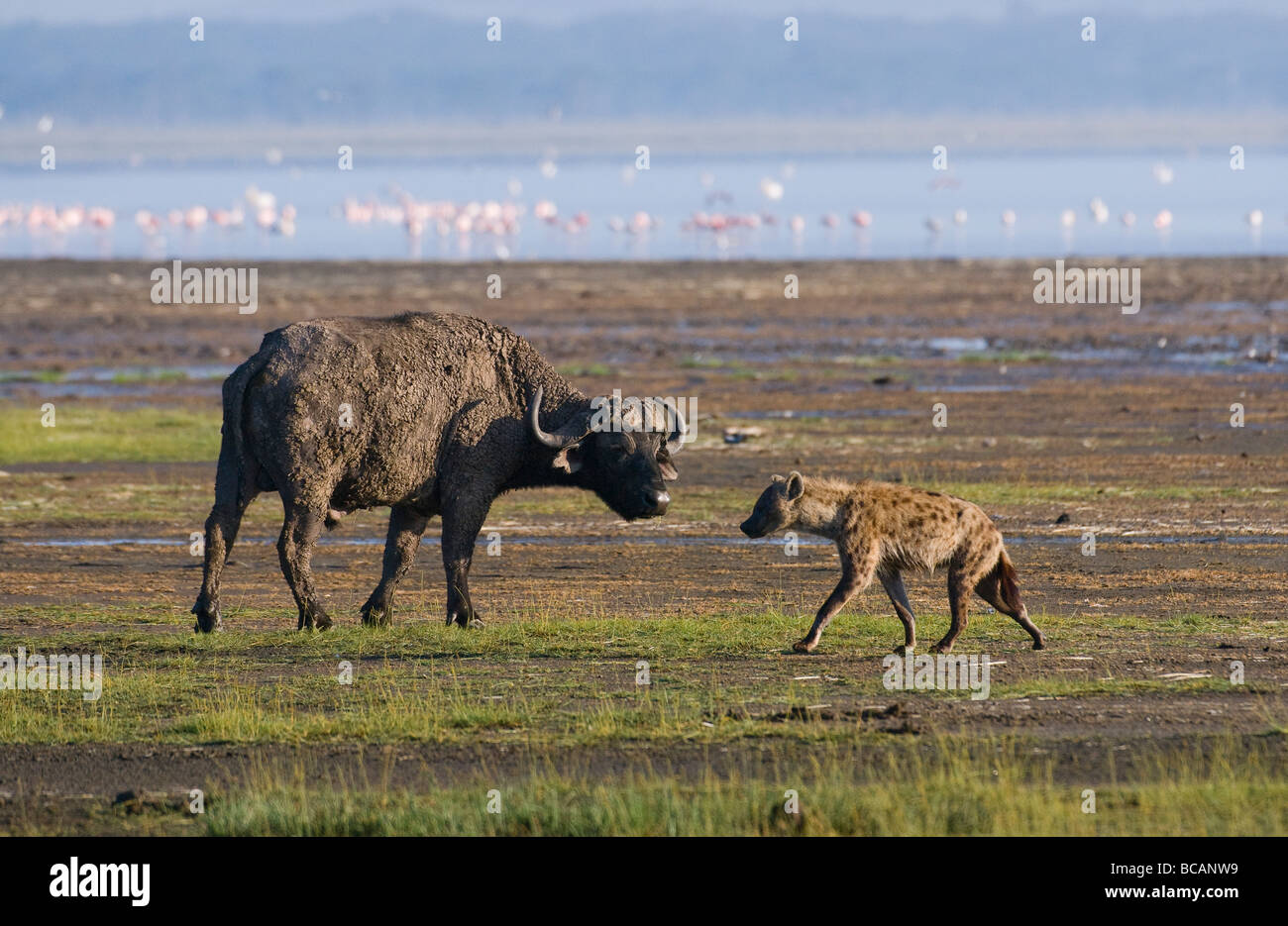 Spotted Hyenas hunting an African Buffalo Crocuta crocuta NAKURU NATIONAL PARK KENYA EAST Africa Stock Photo