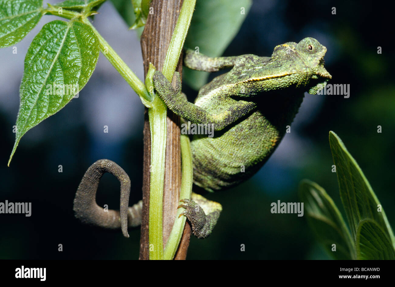 An alert camouflaged African Blue-eyed Green Chameleon hunting prey. Stock Photo