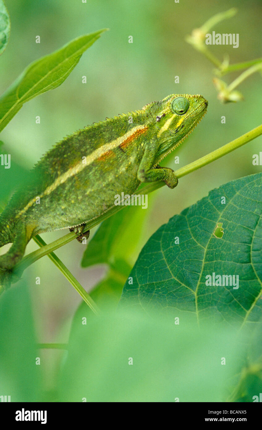 An alert camouflaged African Blue-eyed Green Chameleon hunting prey. Stock Photo