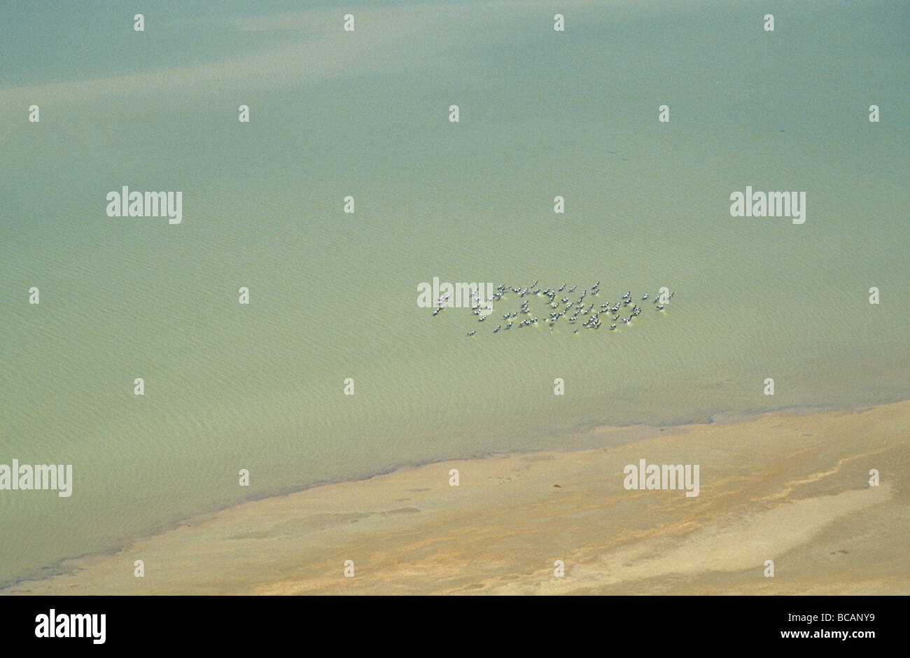 A flock of migrating Australian Pelicans on a vast murky salt lake. Stock Photo