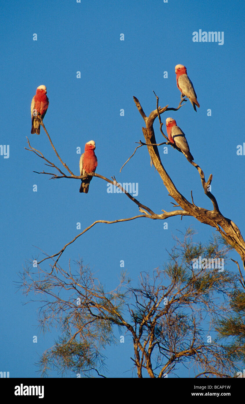 Sunlit pink and grey Galahs roosting in a dead tree at dawn. Stock Photo