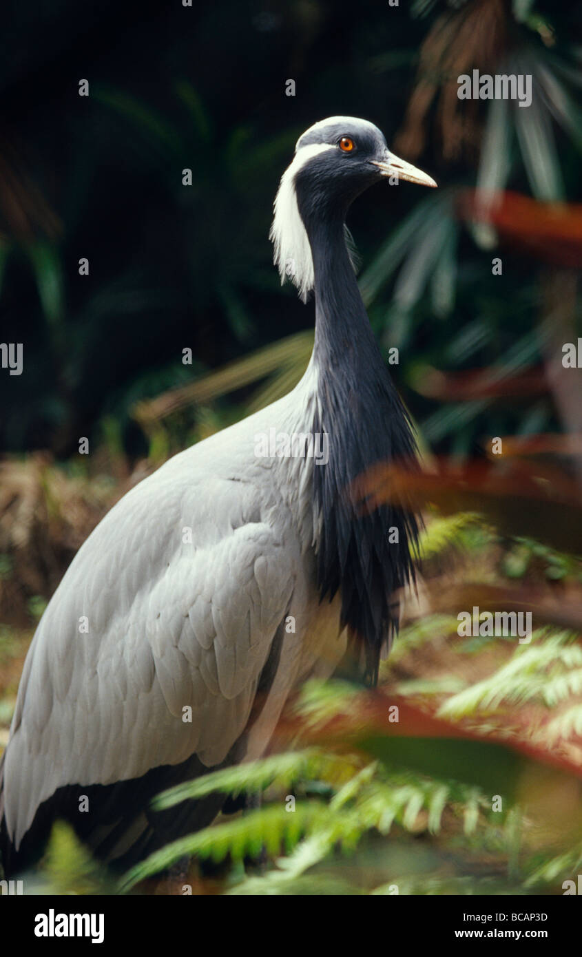 An elegant Demoiselle Crane with beautiful, impressive plumage. Stock Photo