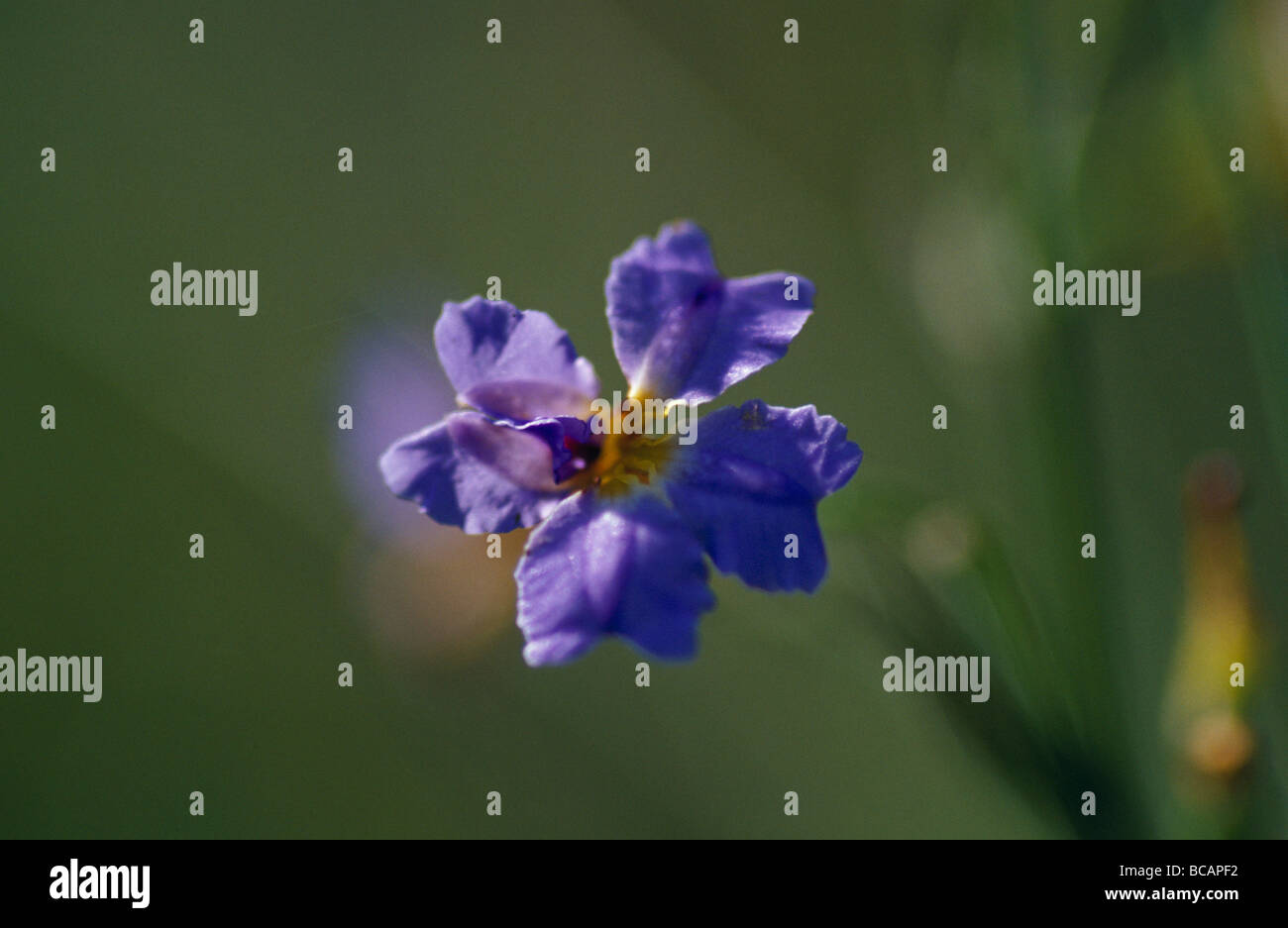 A Blue Dampiera, Dampiera Sticta, flower with delicate purple petals. Stock Photo