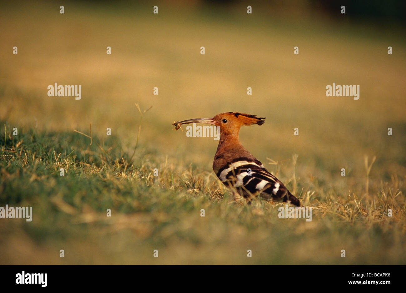 A Eurasian Hoopoe with an insect in its long hooked beak. Stock Photo