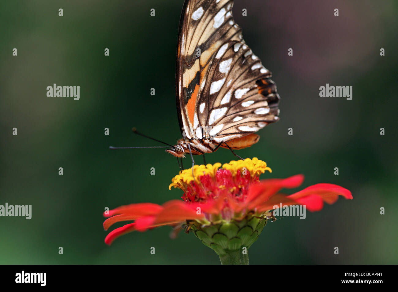 Detail of Monarch butterfly feeding on nectar from a flower. Suchitoto ...
