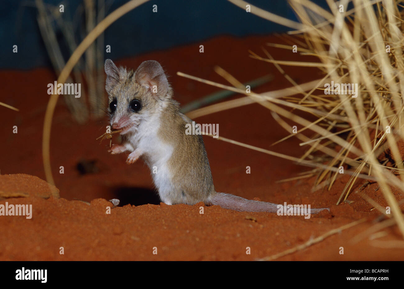 A Fat-Tailed Psuedoantichinus balances on its back legs and tail. Stock Photo