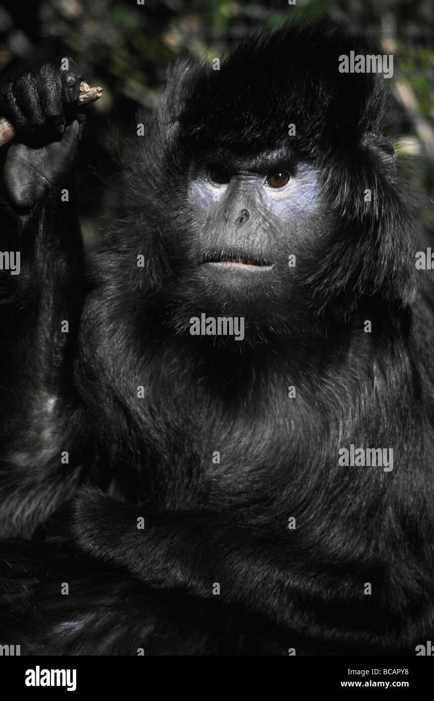 An angrily staring Silver Leaf Langur with shiny black fur. Stock Photo