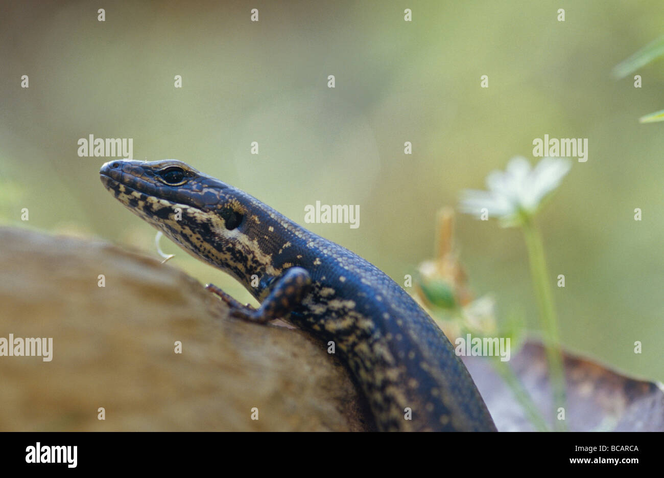 A temperate Water-Skink clambers up a rock to sun bask. Stock Photo