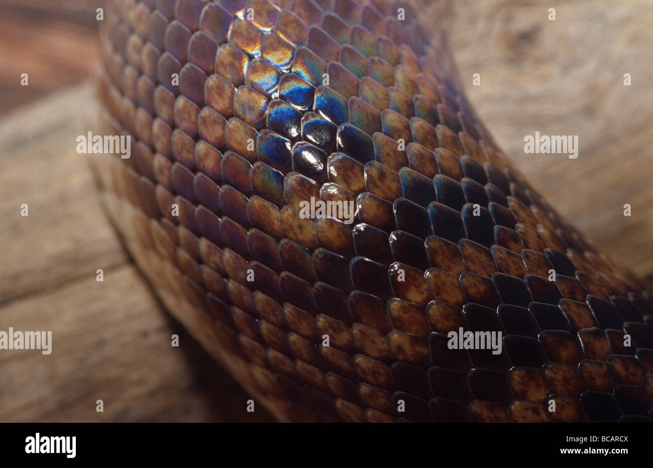 Rainbow python hi-res stock photography and images - Alamy