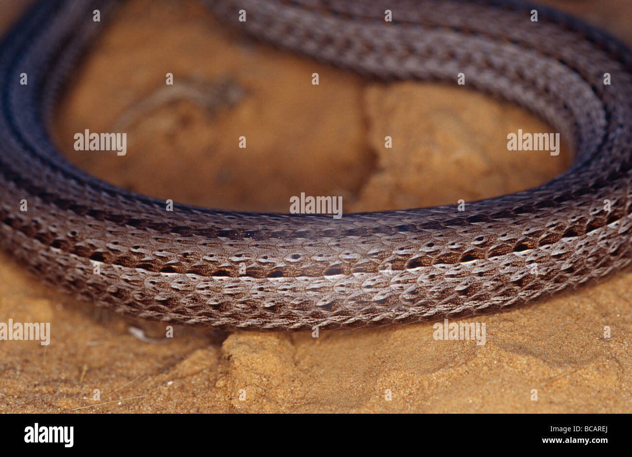 Closeup of the intricate scale patterns of a Burton's Legless Lizard. Stock Photo