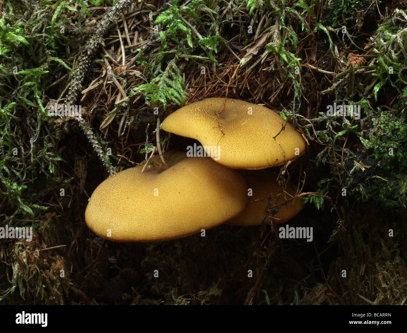 Bunch of tree fungi Stock Photo
