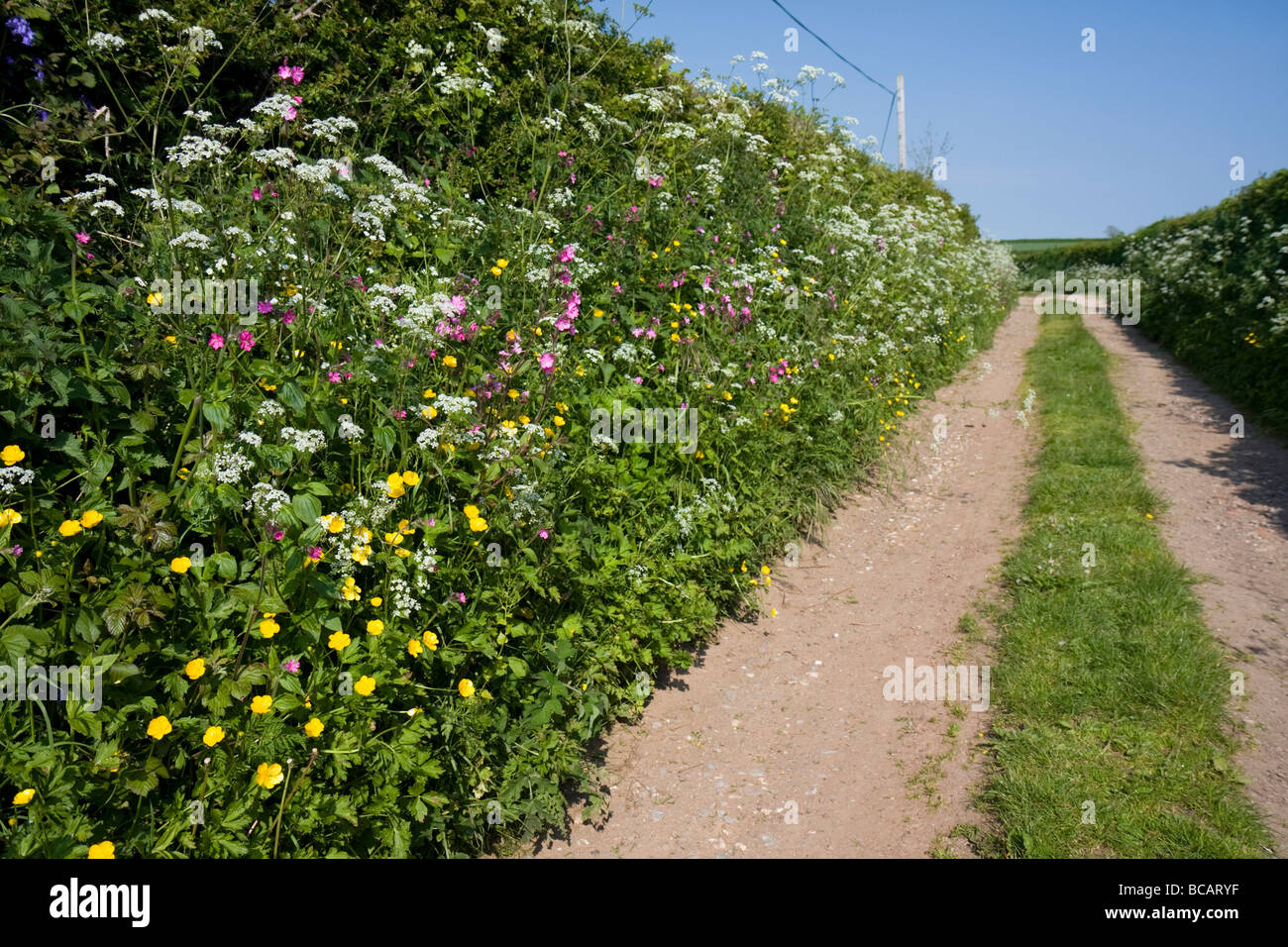 Hedgerow with Spring colours beside track in Devon Stock Photo