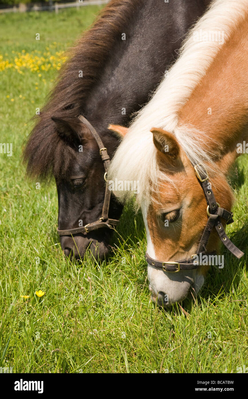 Shetland Ponies grazing Stock Photo