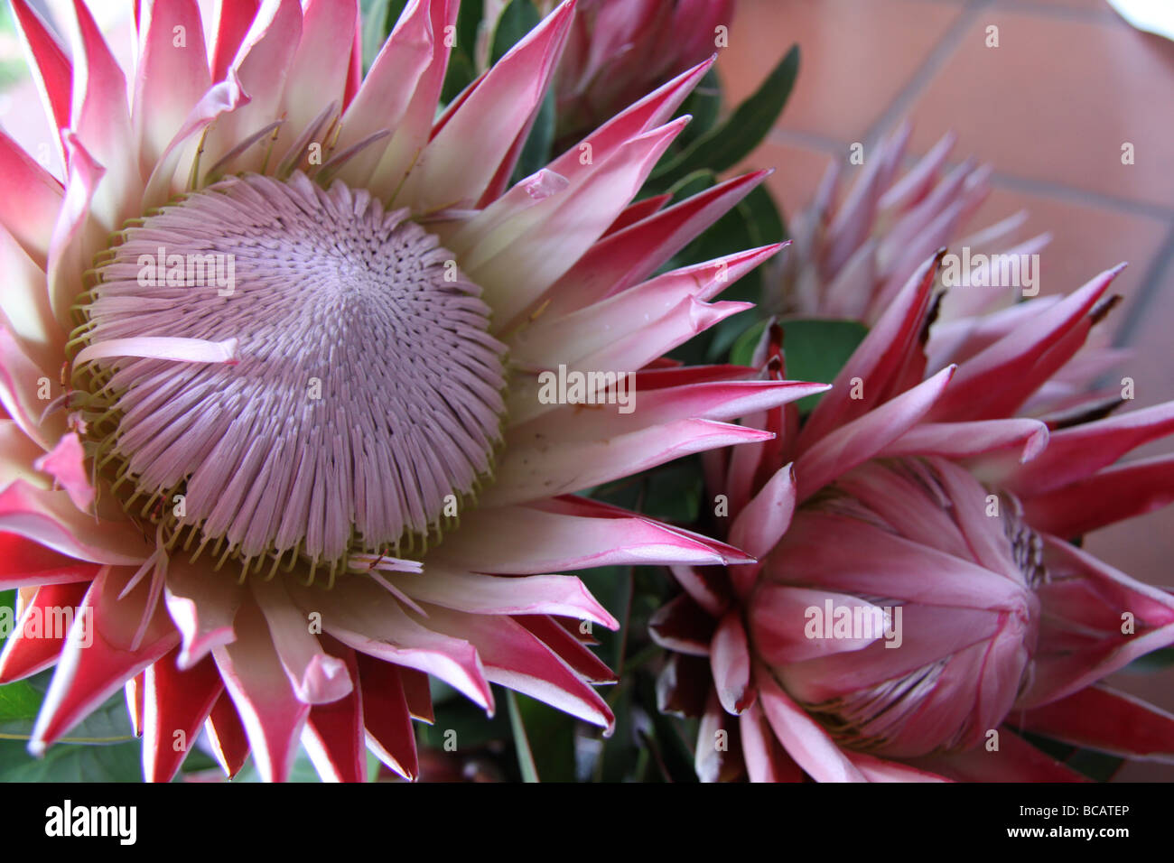 South African Protea in bloom Stock Photo