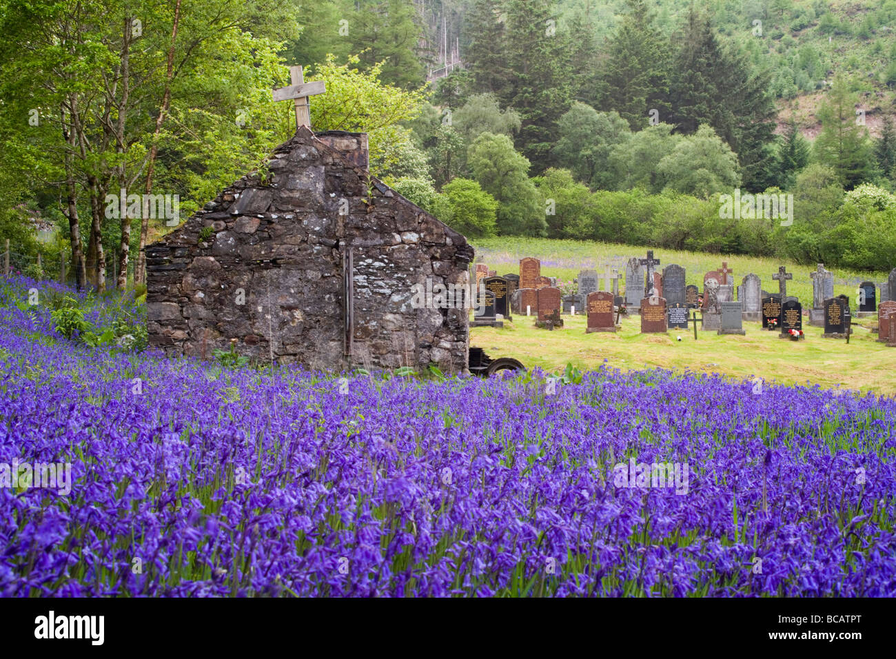 Field of Bluebells in front of St John's Church, Ballachulish, Scotland. Stock Photo
