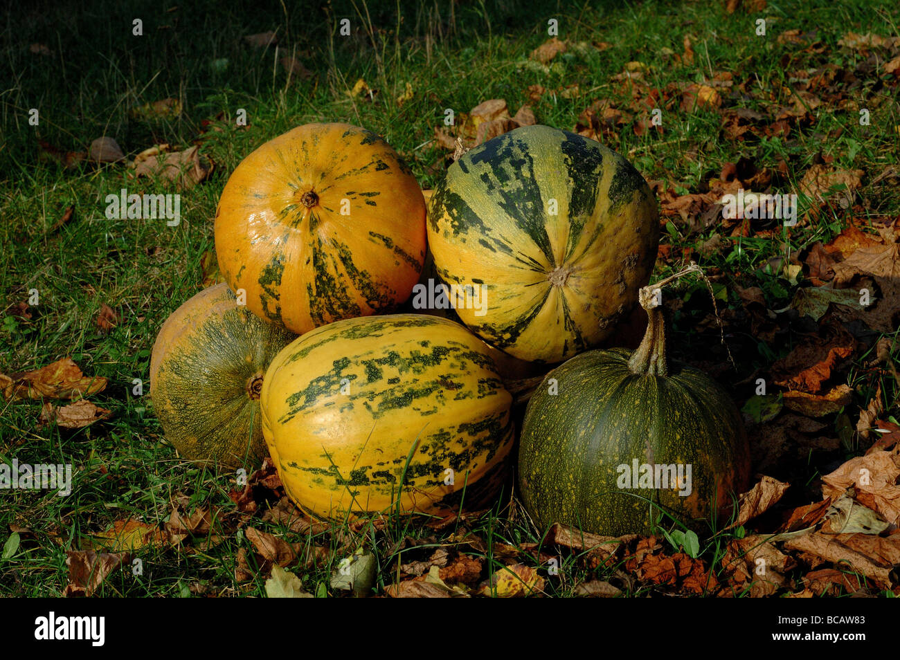 Stack of pumpkin lying on grass illuminated by autumnal sun Stock Photo ...