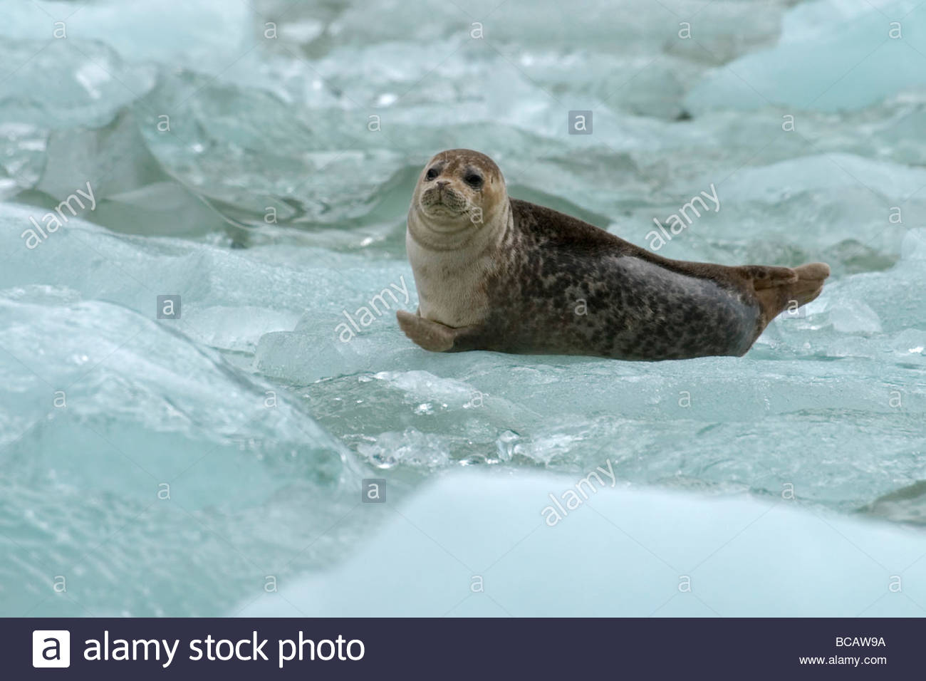 Harbor Seal (Phoca vitulina) pup on Ice floe. Stock Photo