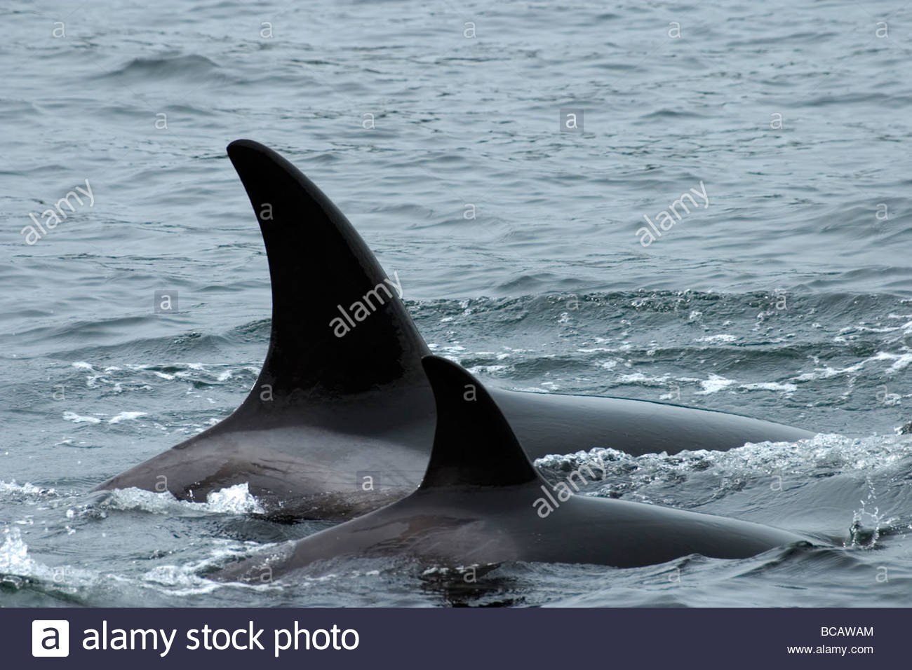Killer Whales in Johnstone Strait near Vancounver Island. Stock Photo
