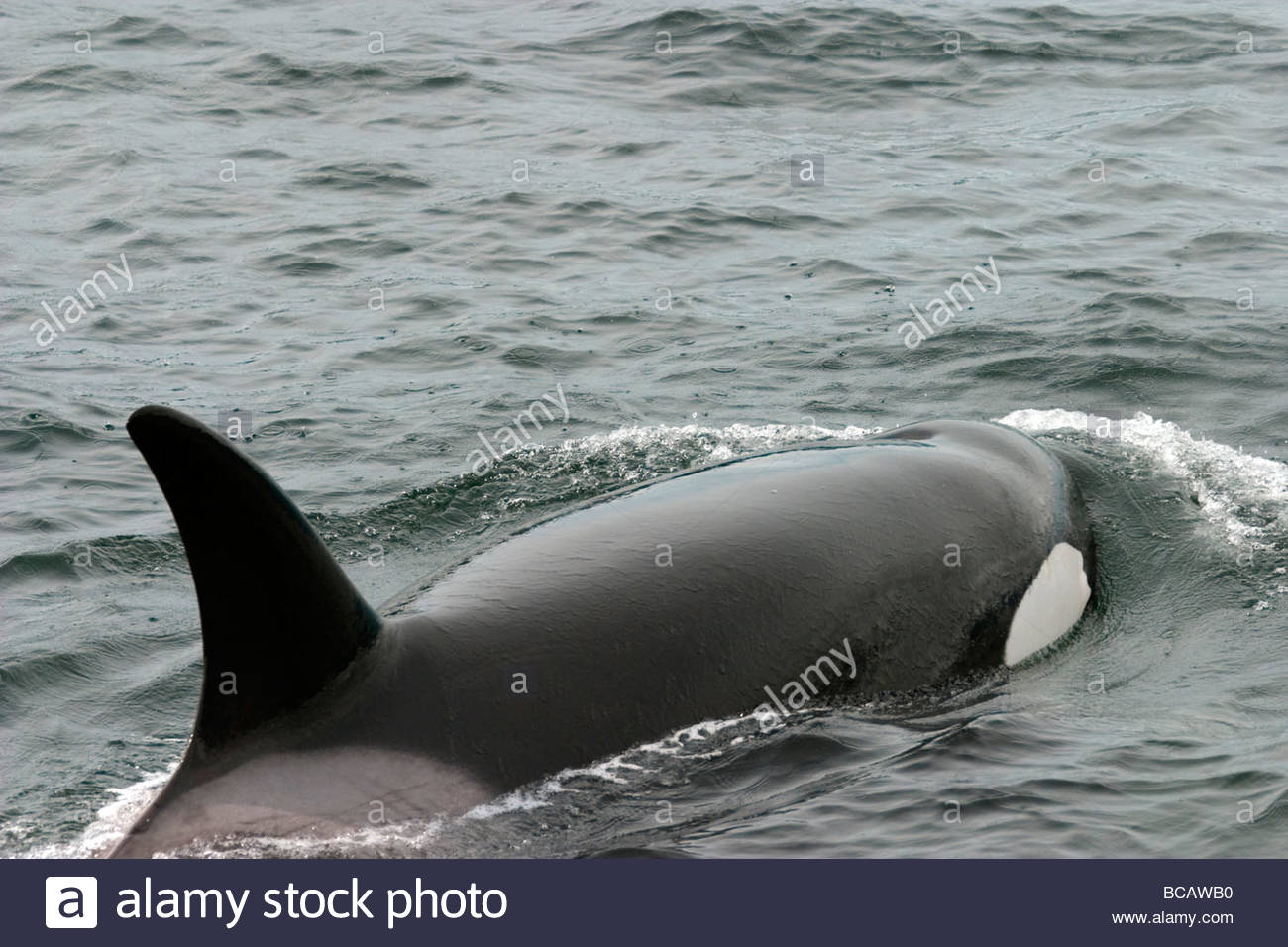 Killer Whale in Johnstone Strait near Vancounver Island. Stock Photo