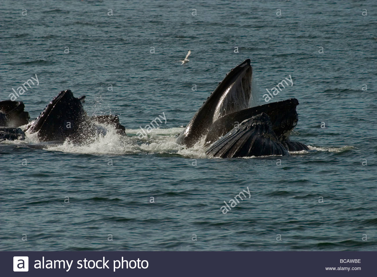 Humpback Whales (Megaptera novaeangliae) feeding in Chatam Strait, Southeast Alaska, United States. Stock Photo