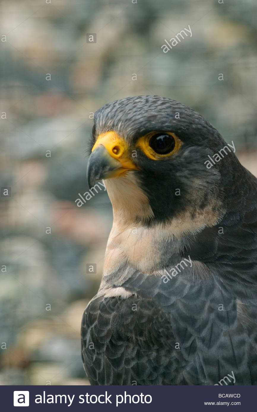 Close Portrait of a Peregrine Falcon (Falco peregrinus). Stock Photo