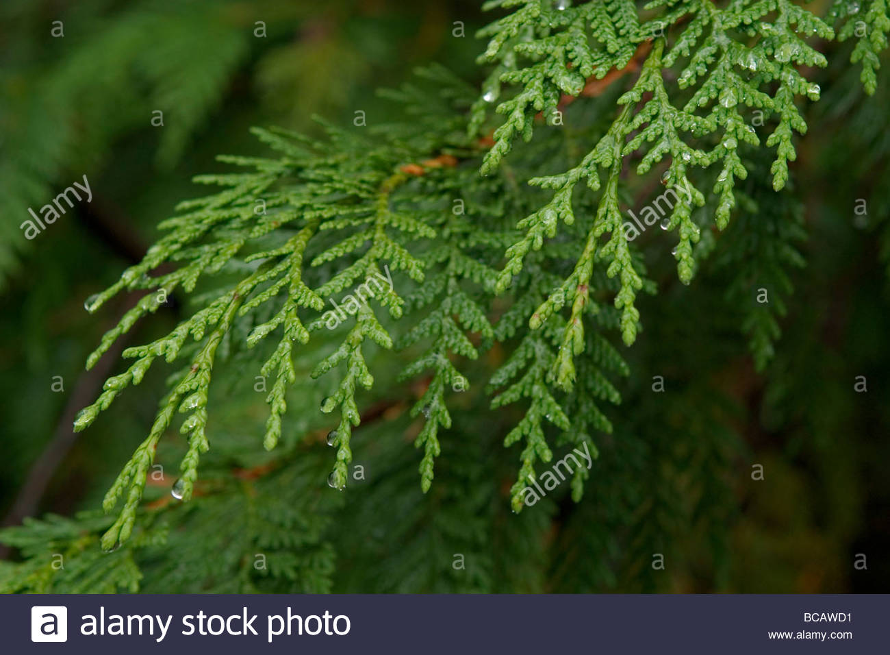 Yellow cedar (Chamaecyparis nootkatensis) branch and rain drops. Stock Photo