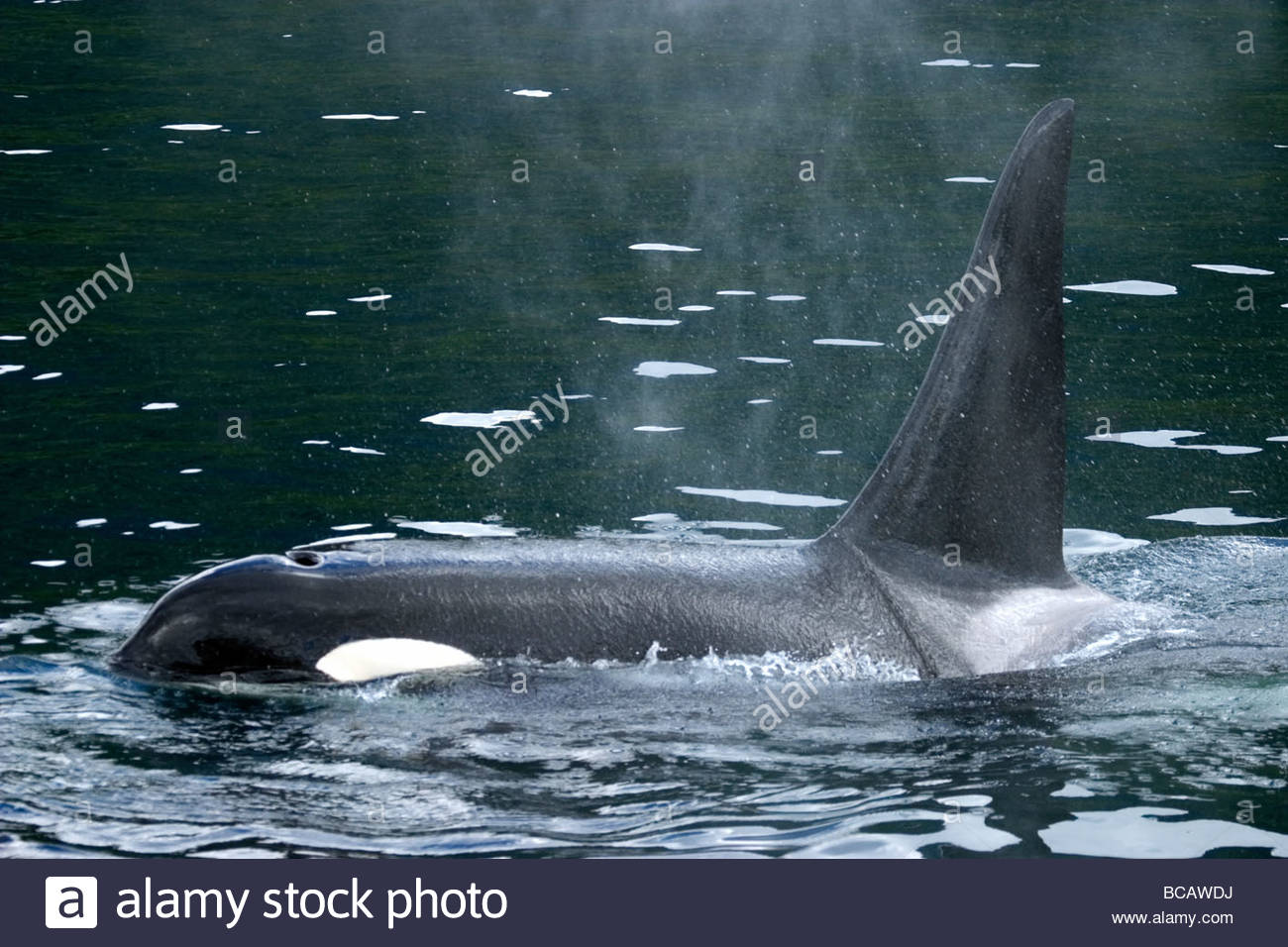 Killer whale blow hole hi-res stock photography and images - Alamy
