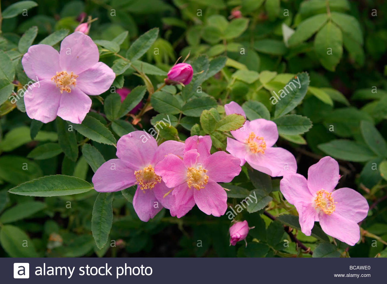 Soft light on Nookta Rose (Rosa nutkana). Stock Photo