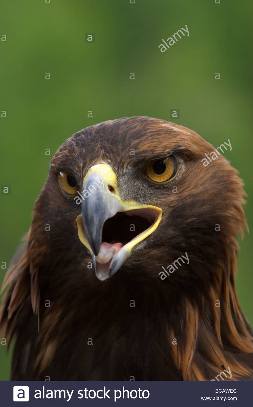 Close Portrait of a Golden Eagle (Aquila chrysaetos). Stock Photo