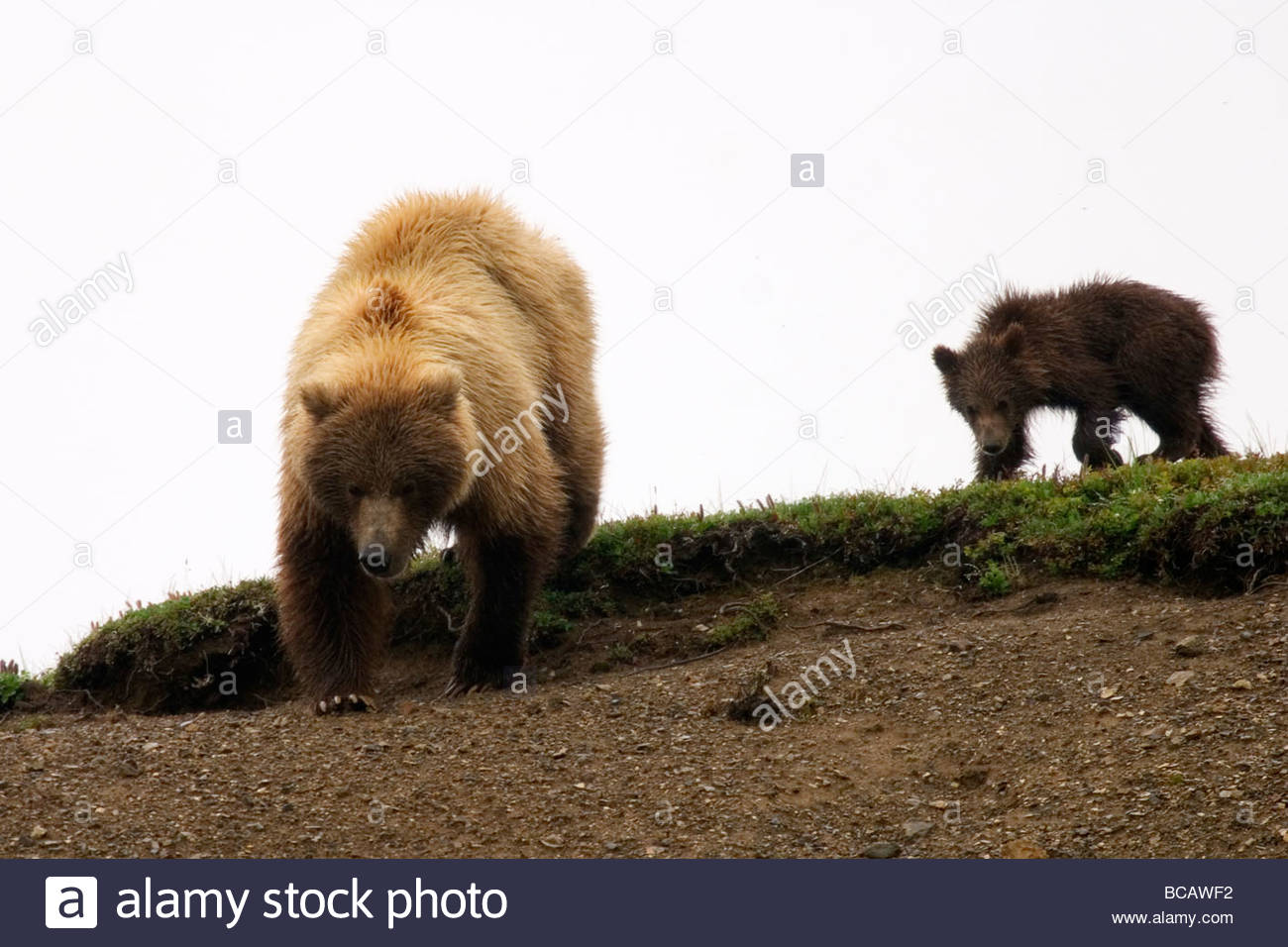 Following mom. Grizzly or Brown Bears (Ursus arctos). Stock Photo