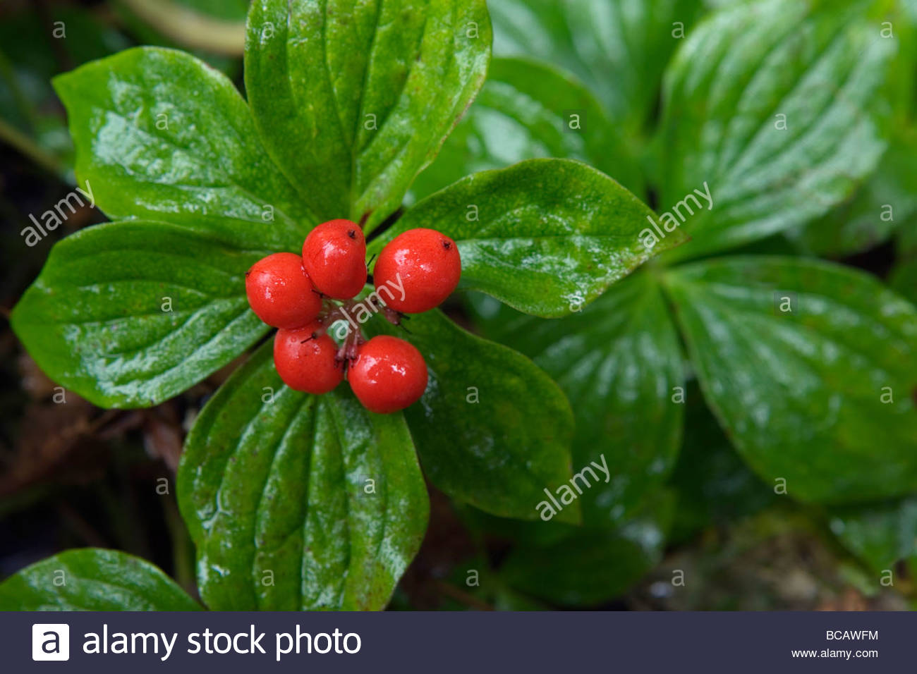 Red berries after fall rain. Dwarf  Dogwood or Bunchberry (Cornus canadensis). Stock Photo