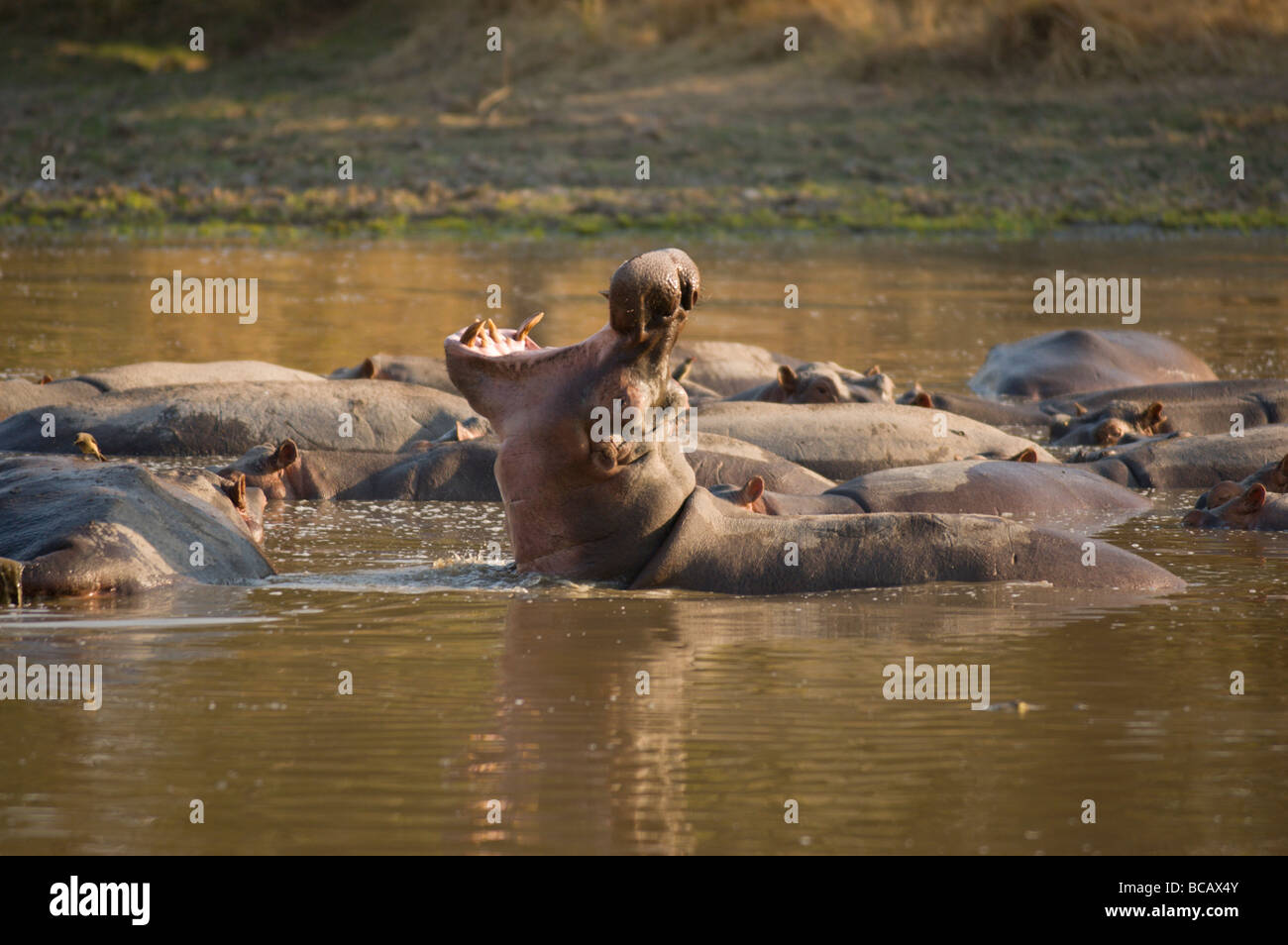Hippo Bellowing Stock Photo