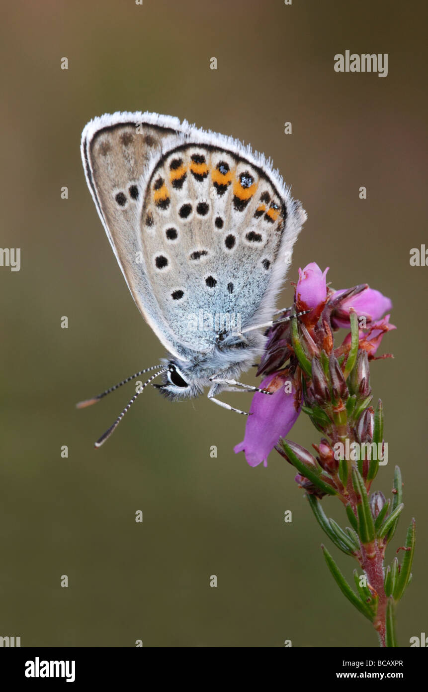 Silver-studded Blue Butterfly on Heather, Plebejus argus. Berkshire, England, UK. Stock Photo