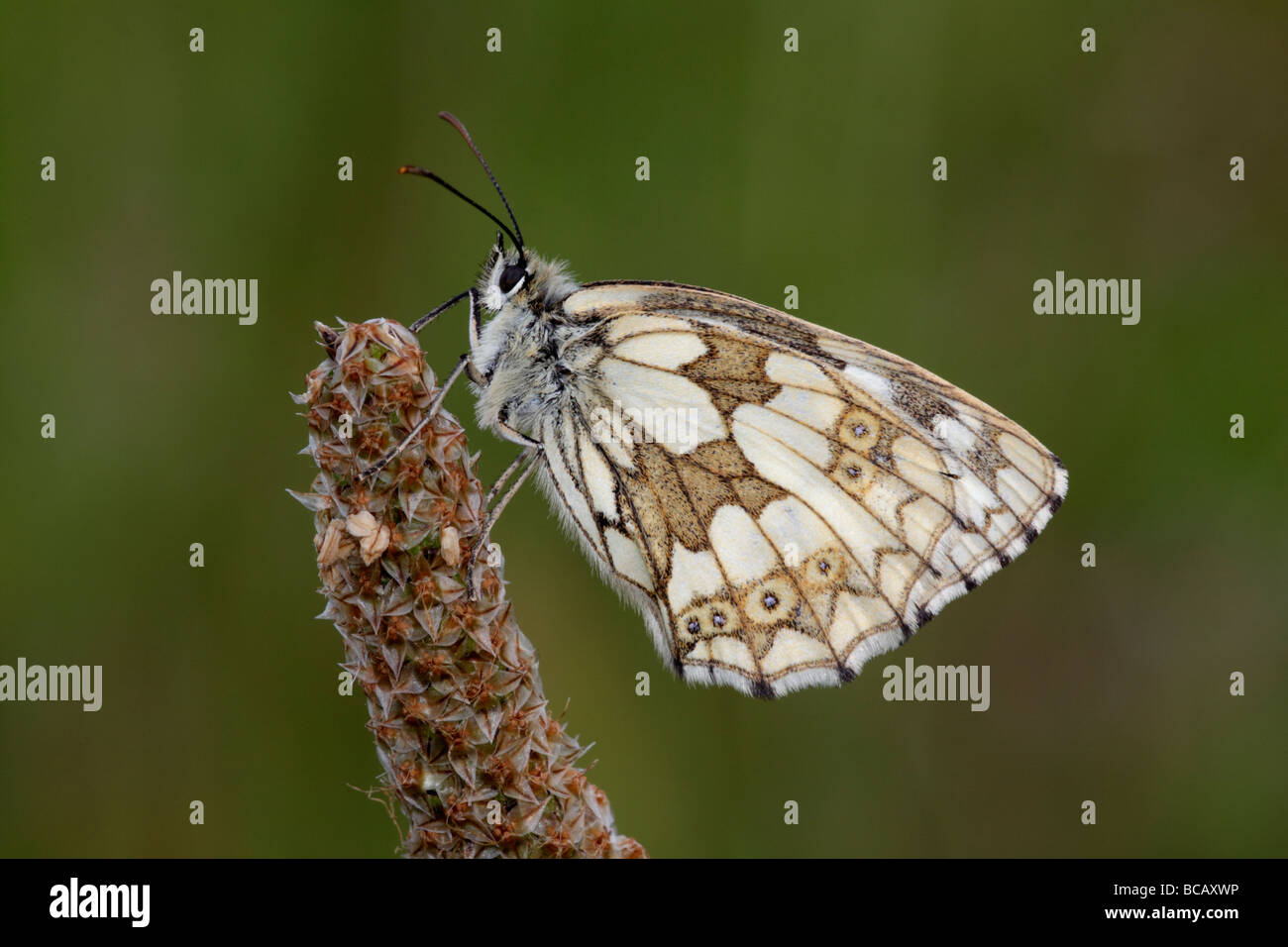 Marbled White Butterfly, Melanargia galathea. Basingstoke, Hampshire, England, UK Stock Photo
