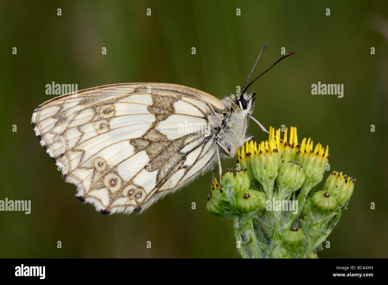 Marbled White Butterfly, Melanargia galathea. Basingstoke, Hampshire, England, UK Stock Photo