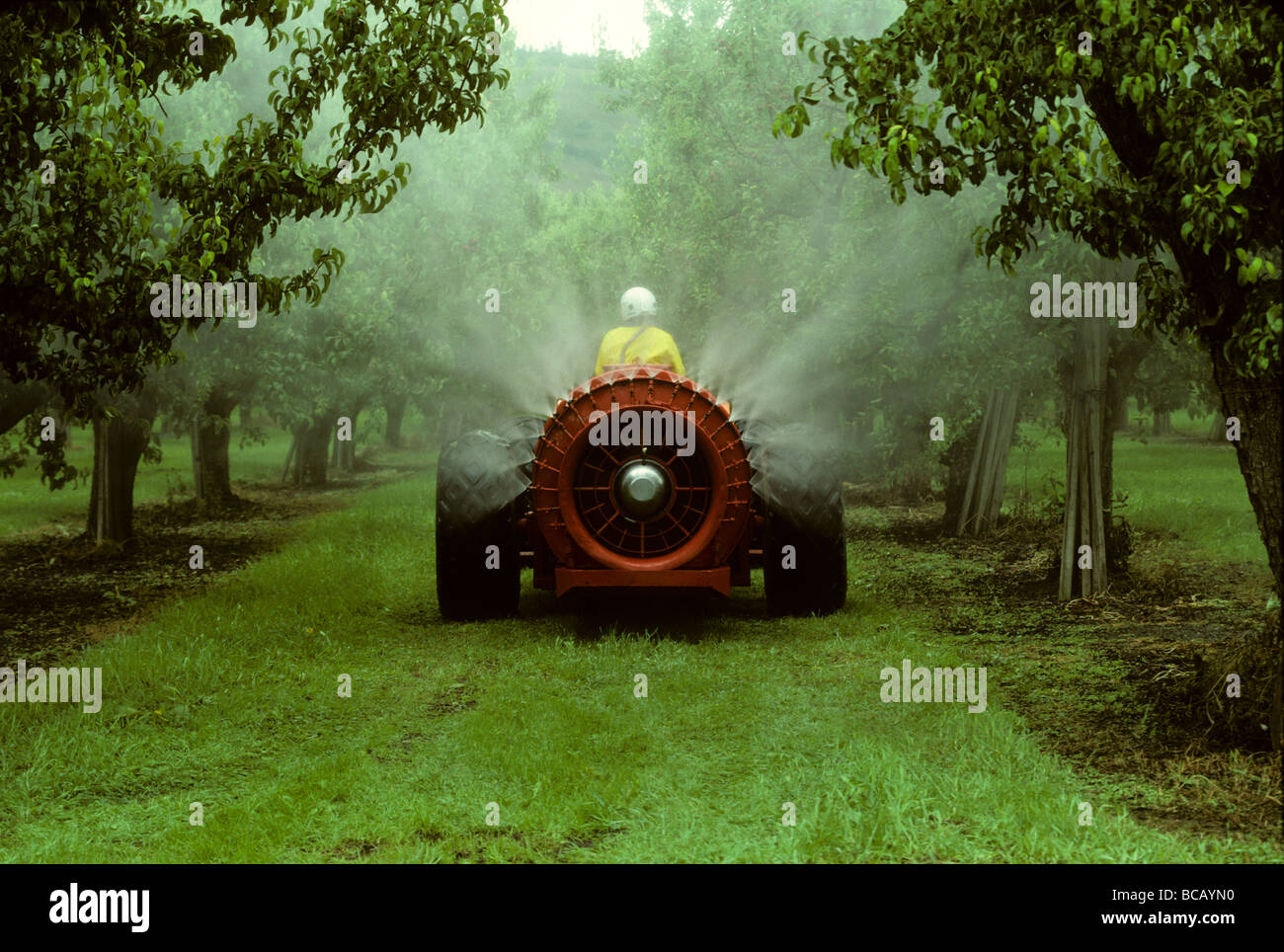 Spraying an apple orchard with a tank sprayer of insecticide or