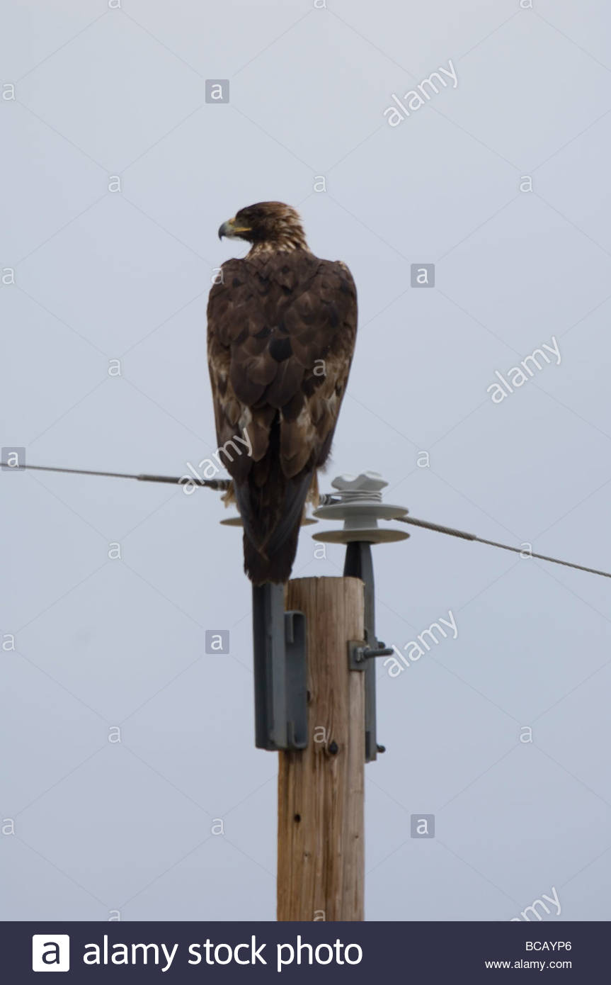 A Golden Eagle Sits On Top Of A Power Pole Stock Photo