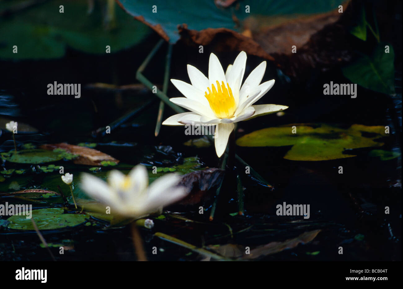A delicate white Water Lilly emerges from the surface of a wetland. Stock Photo