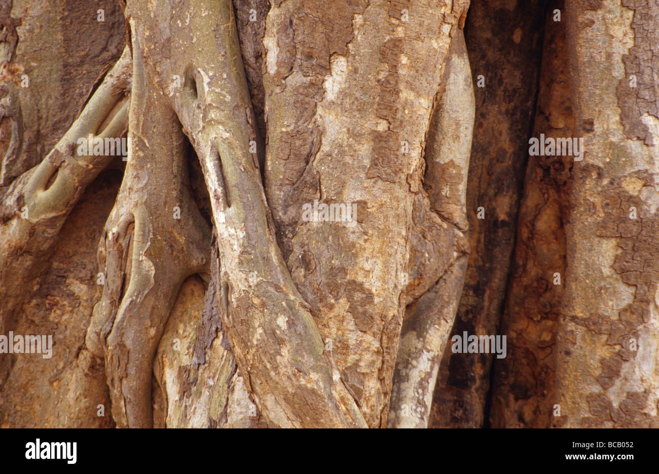 A Stangler Vine attaches to a tree trunk with a vice-like grip. Stock Photo